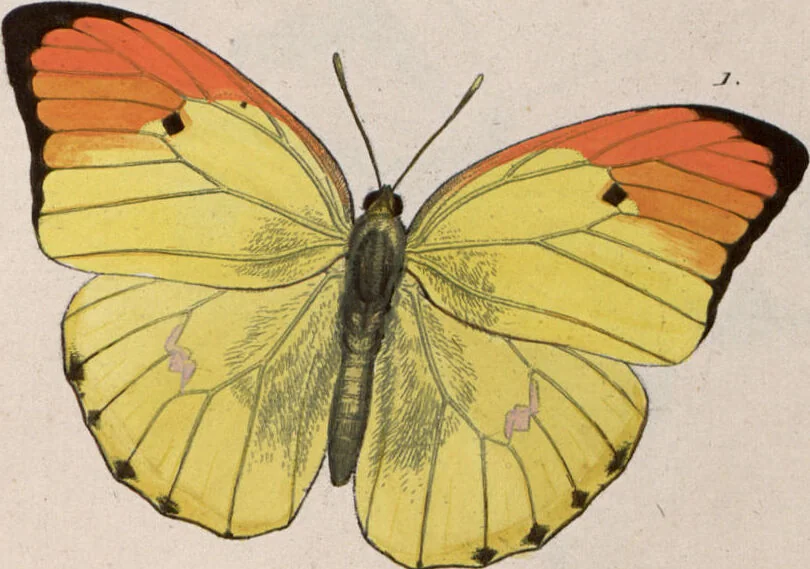 An illustration from (Band 1), 1806, leaf 153