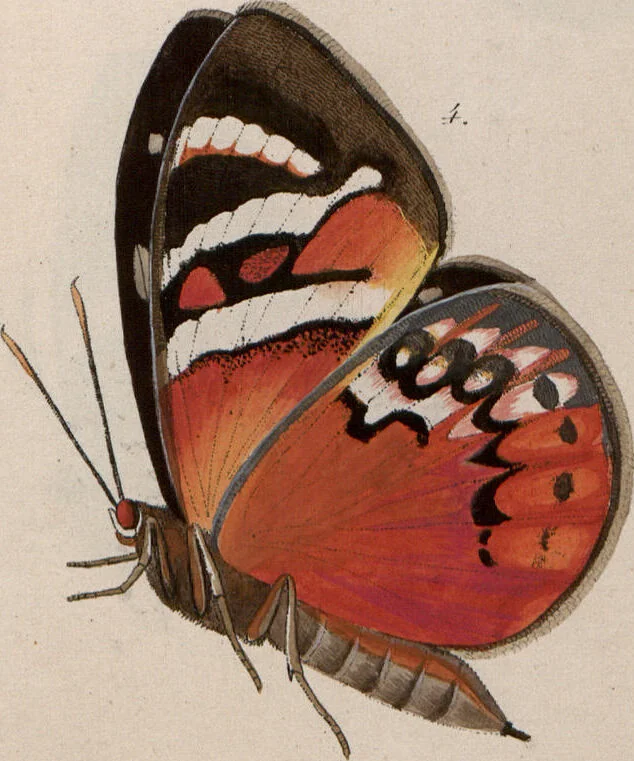 An illustration from (Band 1), 1806, leaf 155