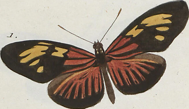An illustration from (Band 1), 1806, leaf 16