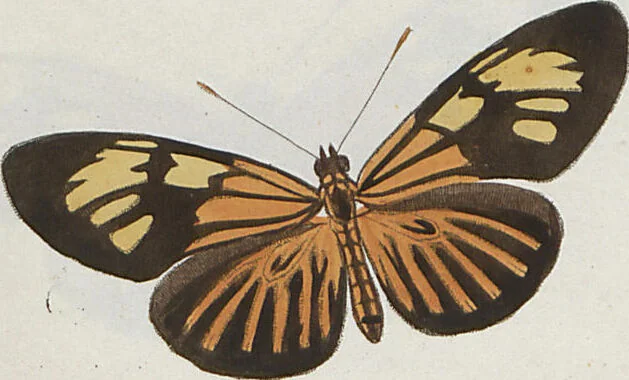 An illustration from (Band 1), 1806, leaf 16