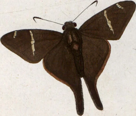 An illustration from (Band 1), 1806, leaf 160