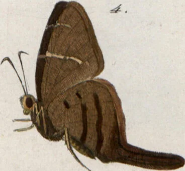 An illustration from (Band 1), 1806, leaf 160