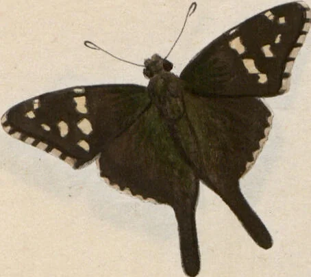 An illustration from (Band 1), 1806, leaf 161