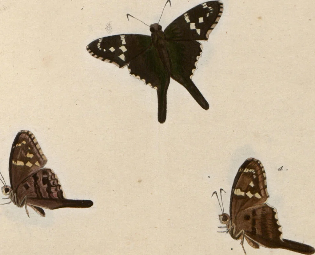 An illustration from (Band 1), 1806, leaf 161