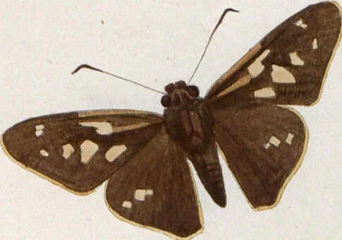 An illustration from (Band 1), 1806, leaf 162