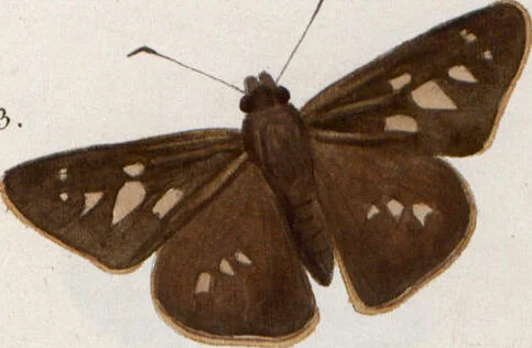An illustration from (Band 1), 1806, leaf 162