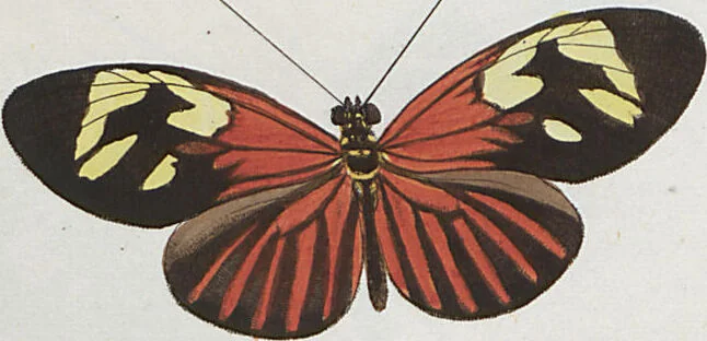 An illustration from (Band 1), 1806, leaf 17