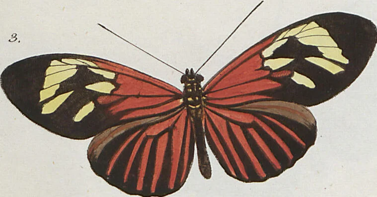 An illustration from (Band 1), 1806, leaf 17