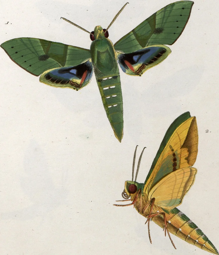 An illustration from (Band 1), 1806, leaf 173