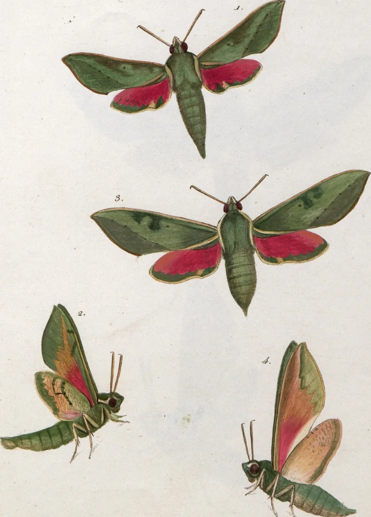 An illustration from (Band 1), 1806, leaf 174