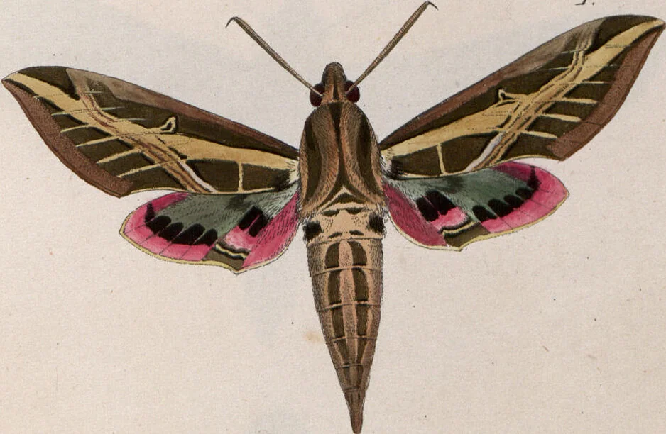 An illustration from (Band 1), 1806, leaf 175