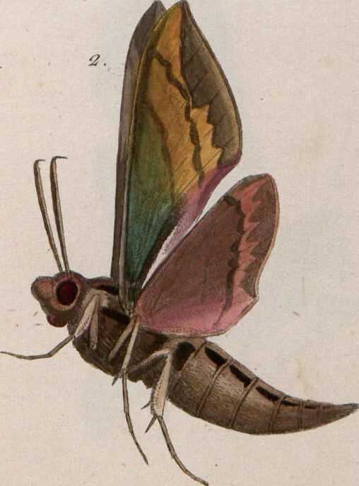 An illustration from (Band 1), 1806, leaf 175