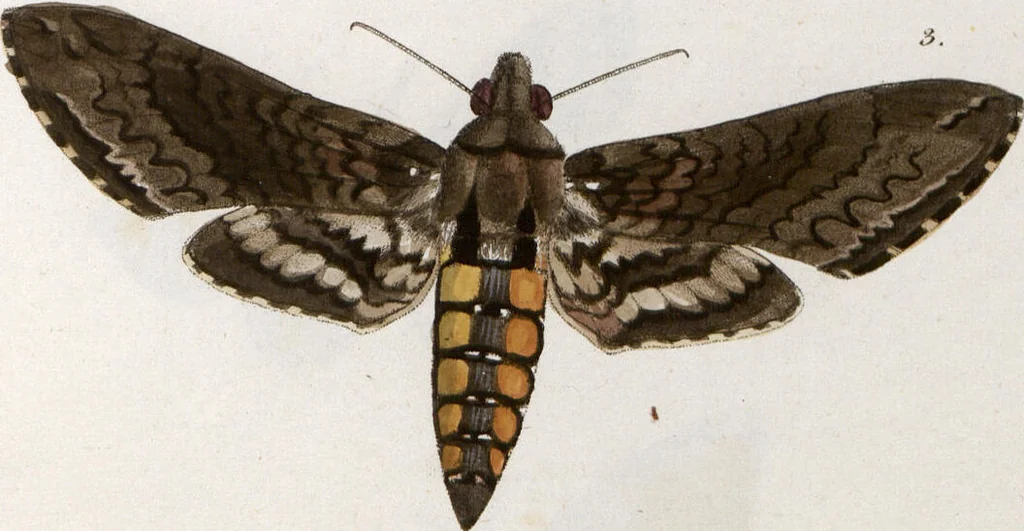 An illustration from (Band 1), 1806, leaf 176