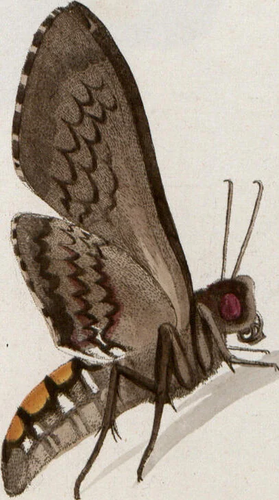 An illustration from (Band 1), 1806, leaf 176