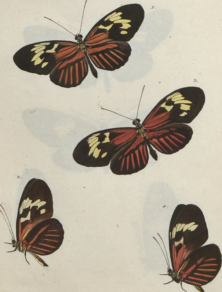 An illustration from (Band 1), 1806, leaf 18