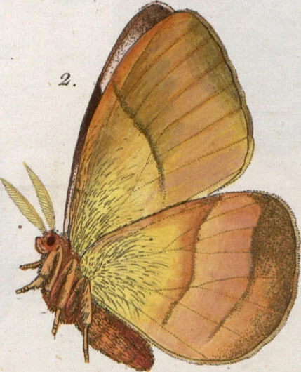 An illustration from (Band 1), 1806, leaf 182