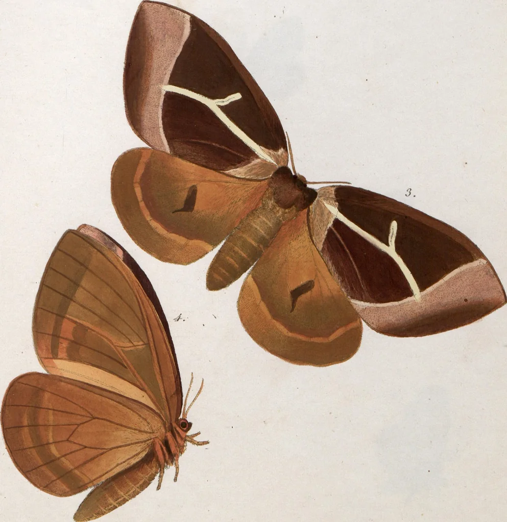An illustration from (Band 1), 1806, leaf 183