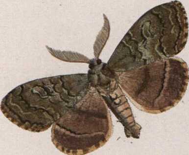 An illustration from (Band 1), 1806, leaf 184