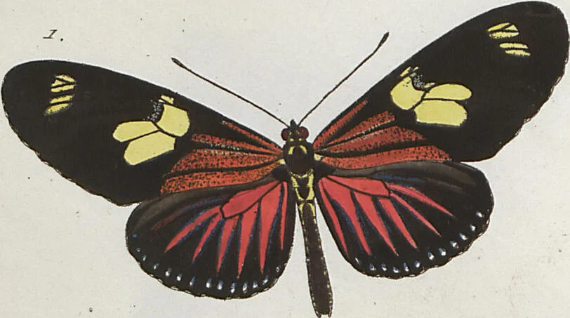 An illustration from (Band 1), 1806, leaf 19
