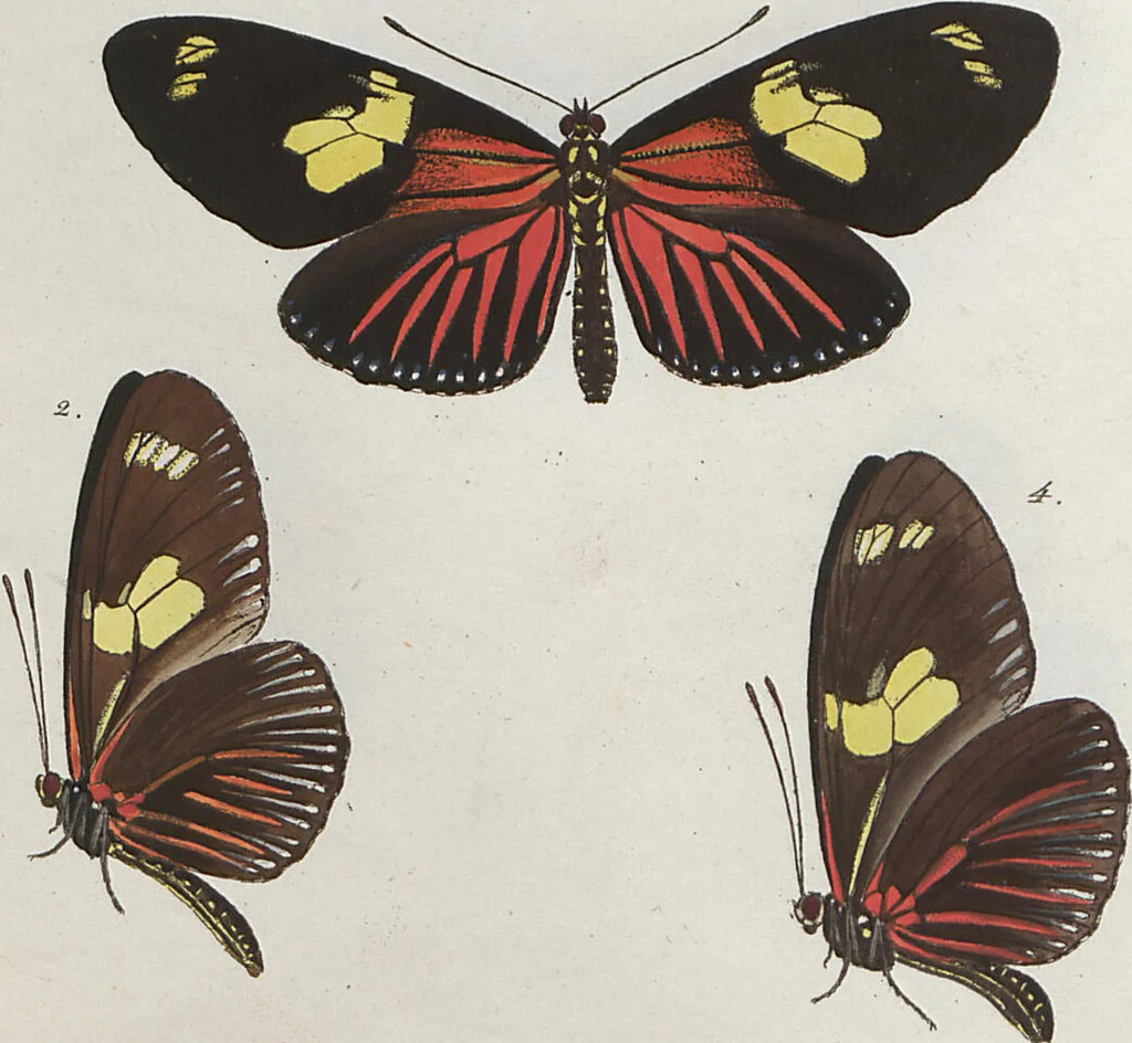 An illustration from (Band 1), 1806, leaf 19