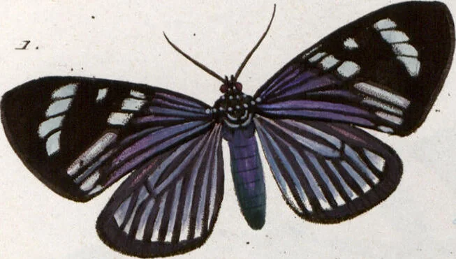 An illustration from (Band 1), 1806, leaf 193