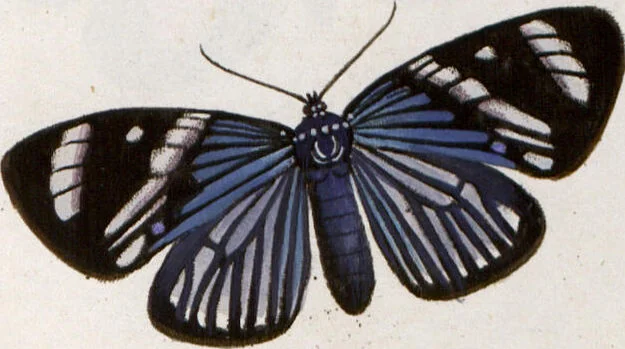 An illustration from (Band 1), 1806, leaf 193