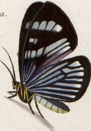 An illustration from (Band 1), 1806, leaf 193