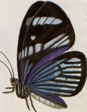 An illustration from (Band 1), 1806, leaf 193