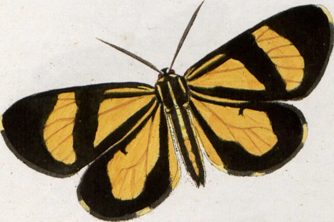 An illustration from (Band 1), 1806, leaf 194