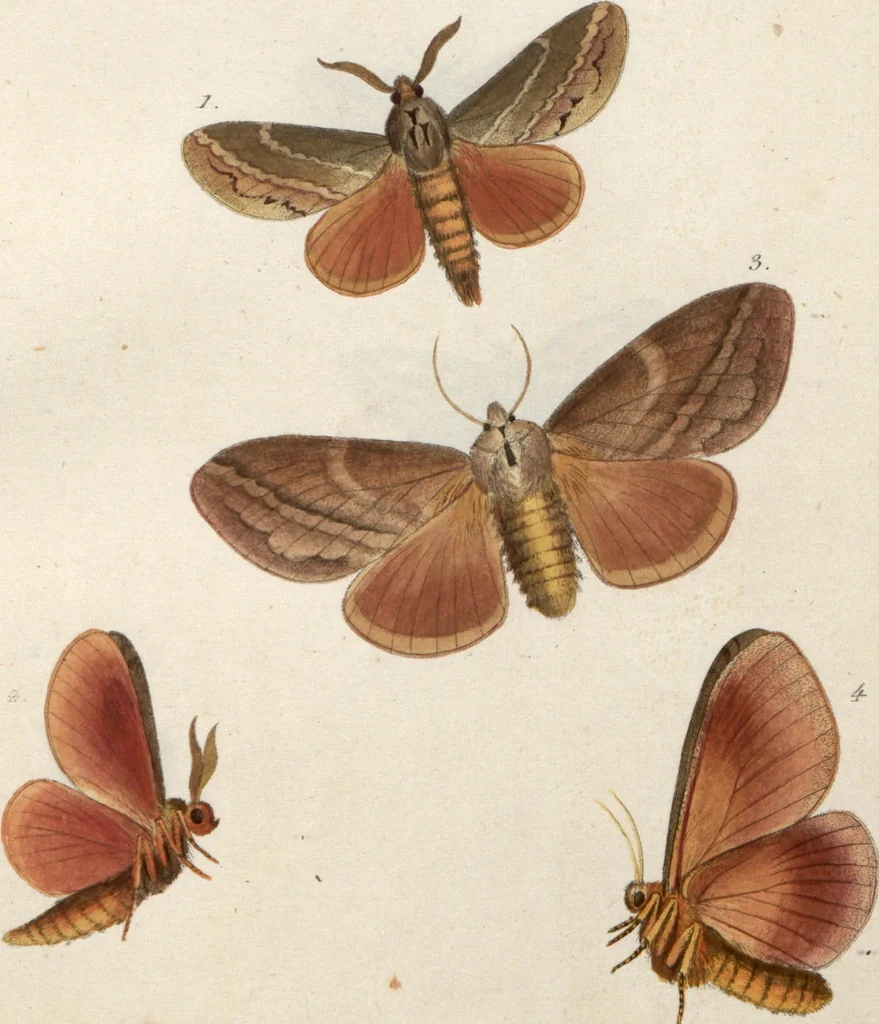 An illustration from (Band 1), 1806, leaf 198