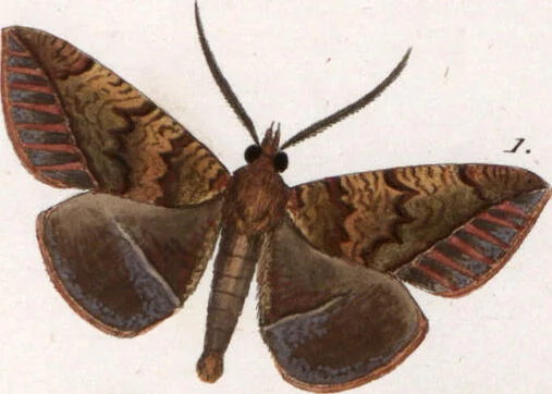 An illustration from (Band 1), 1806, leaf 201