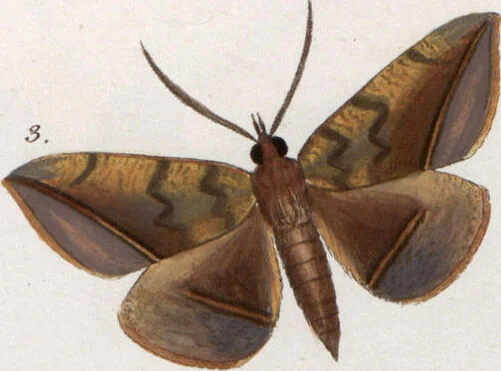 An illustration from (Band 1), 1806, leaf 201