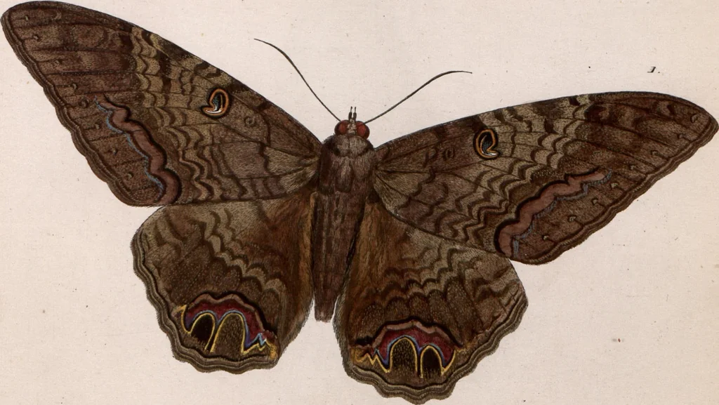 An illustration from (Band 1), 1806, leaf 202