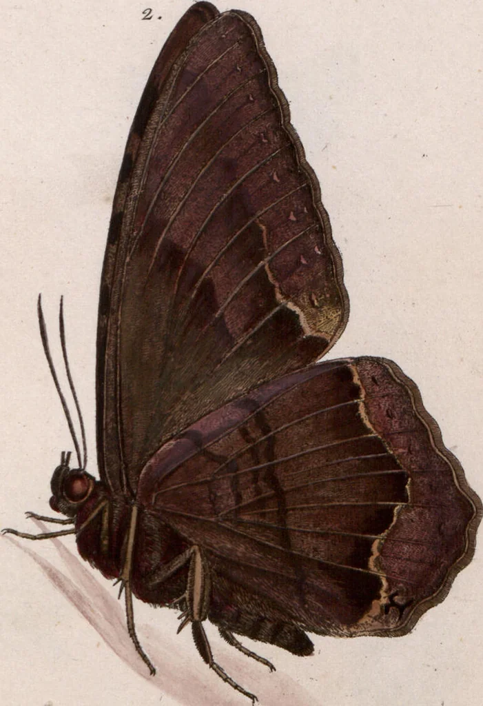 An illustration from (Band 1), 1806, leaf 203