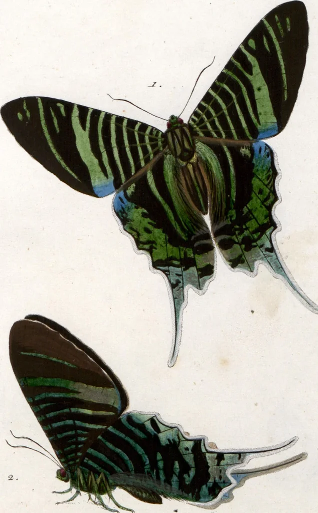 An illustration from (Band 1), 1806, leaf 205