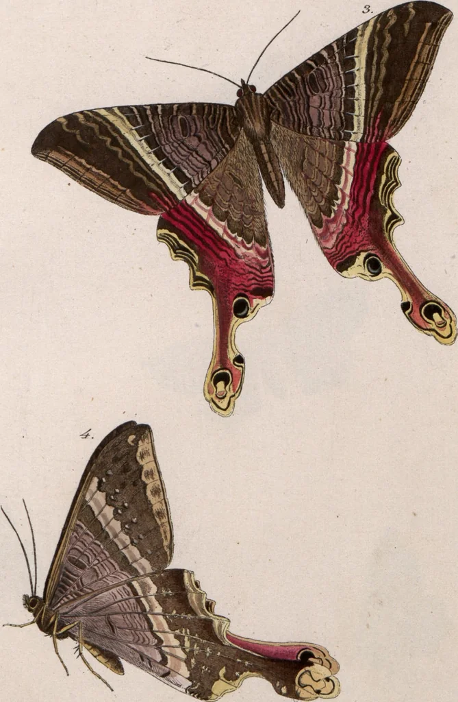 An illustration from (Band 1), 1806, leaf 207