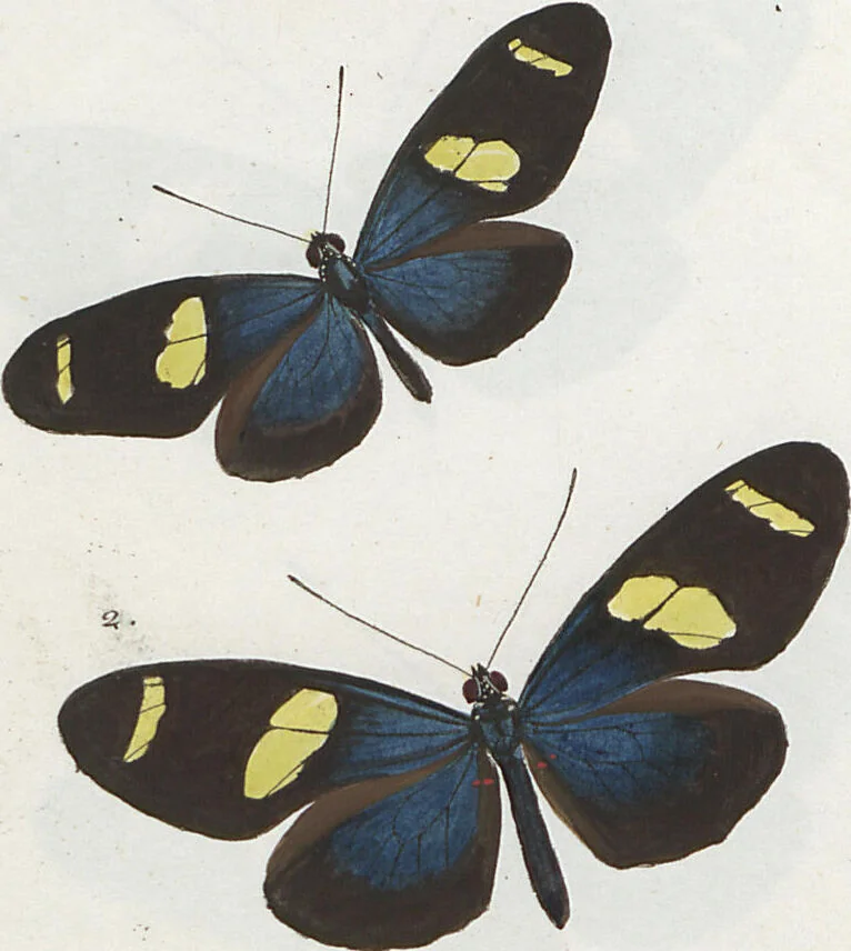 An illustration from (Band 1), 1806, leaf 21