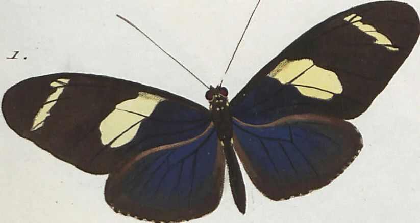 An illustration from (Band 1), 1806, leaf 22