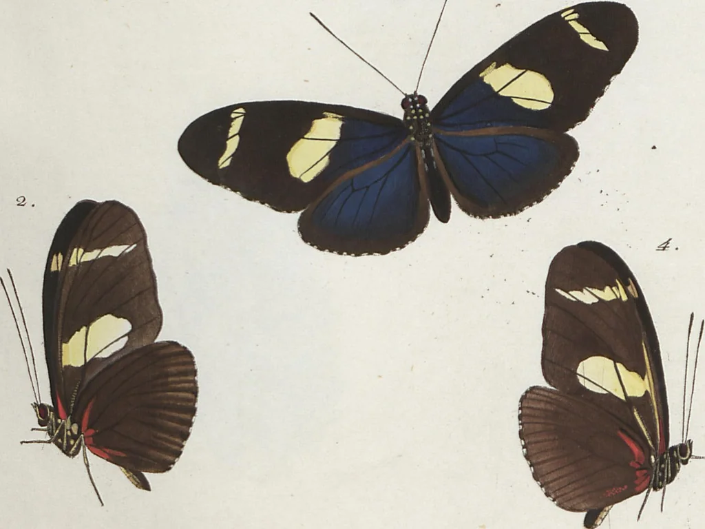 An illustration from (Band 1), 1806, leaf 22