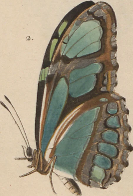 An illustration from (Band 1), 1806, leaf 23