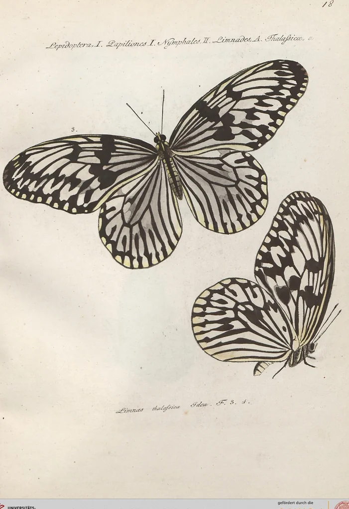 An illustration from (Band 1), 1806, leaf 24