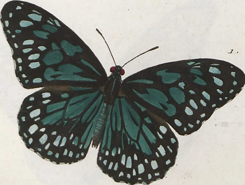 An illustration from (Band 1), 1806, leaf 25