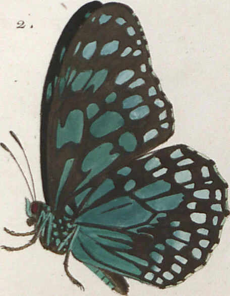 An illustration from (Band 1), 1806, leaf 25