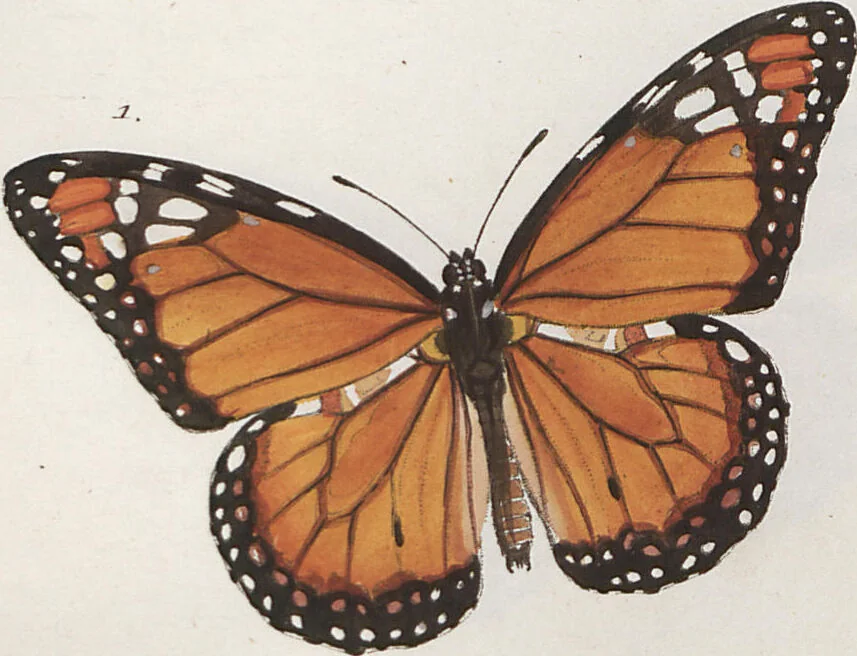 An illustration from (Band 1), 1806, leaf 26