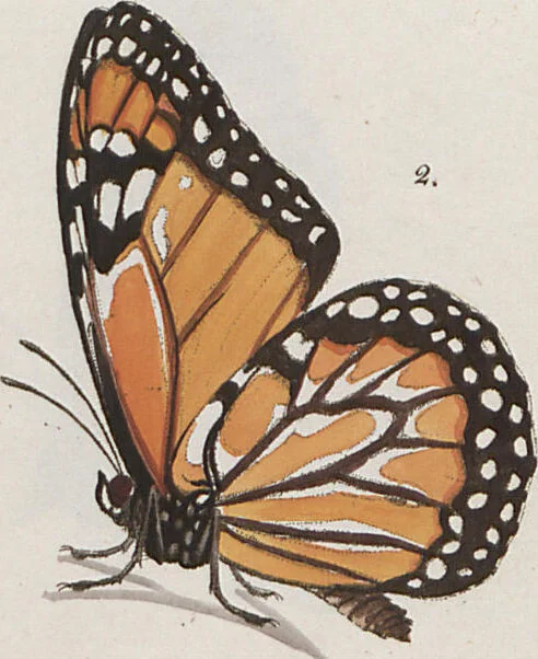 An illustration from (Band 1), 1806, leaf 26