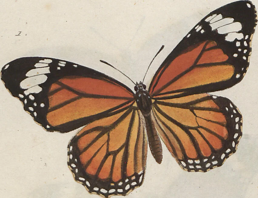 An illustration from (Band 1), 1806, leaf 27