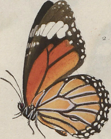 An illustration from (Band 1), 1806, leaf 27