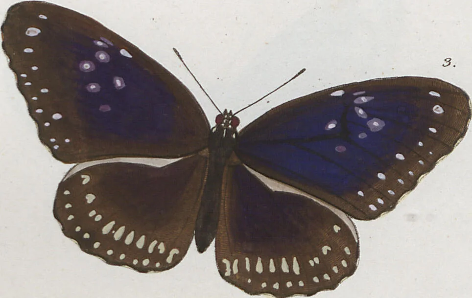 An illustration from (Band 1), 1806, leaf 30