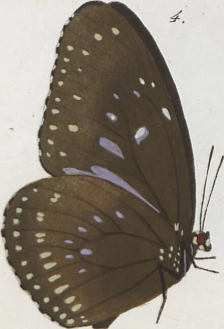 An illustration from (Band 1), 1806, leaf 30