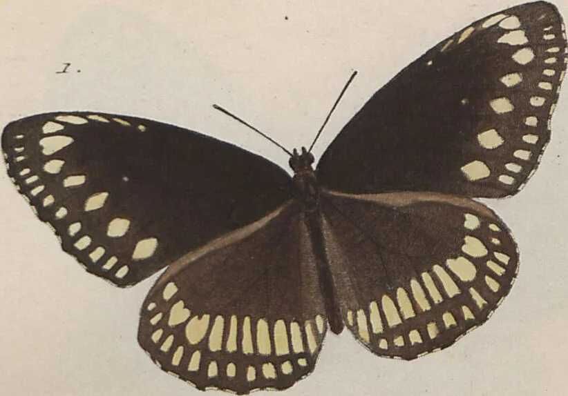 An illustration from (Band 1), 1806, leaf 31